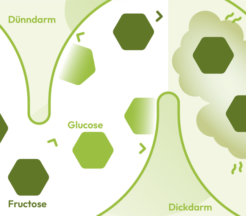 Schaubild zur Erklärung: Was ist eine Fructose-Malabsorption?