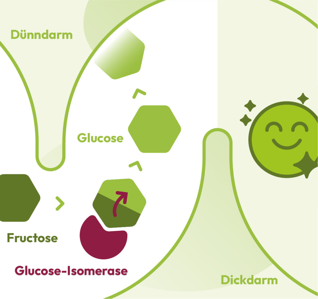 Schaubild zur Erklärung was Fructaid® bewirkt.