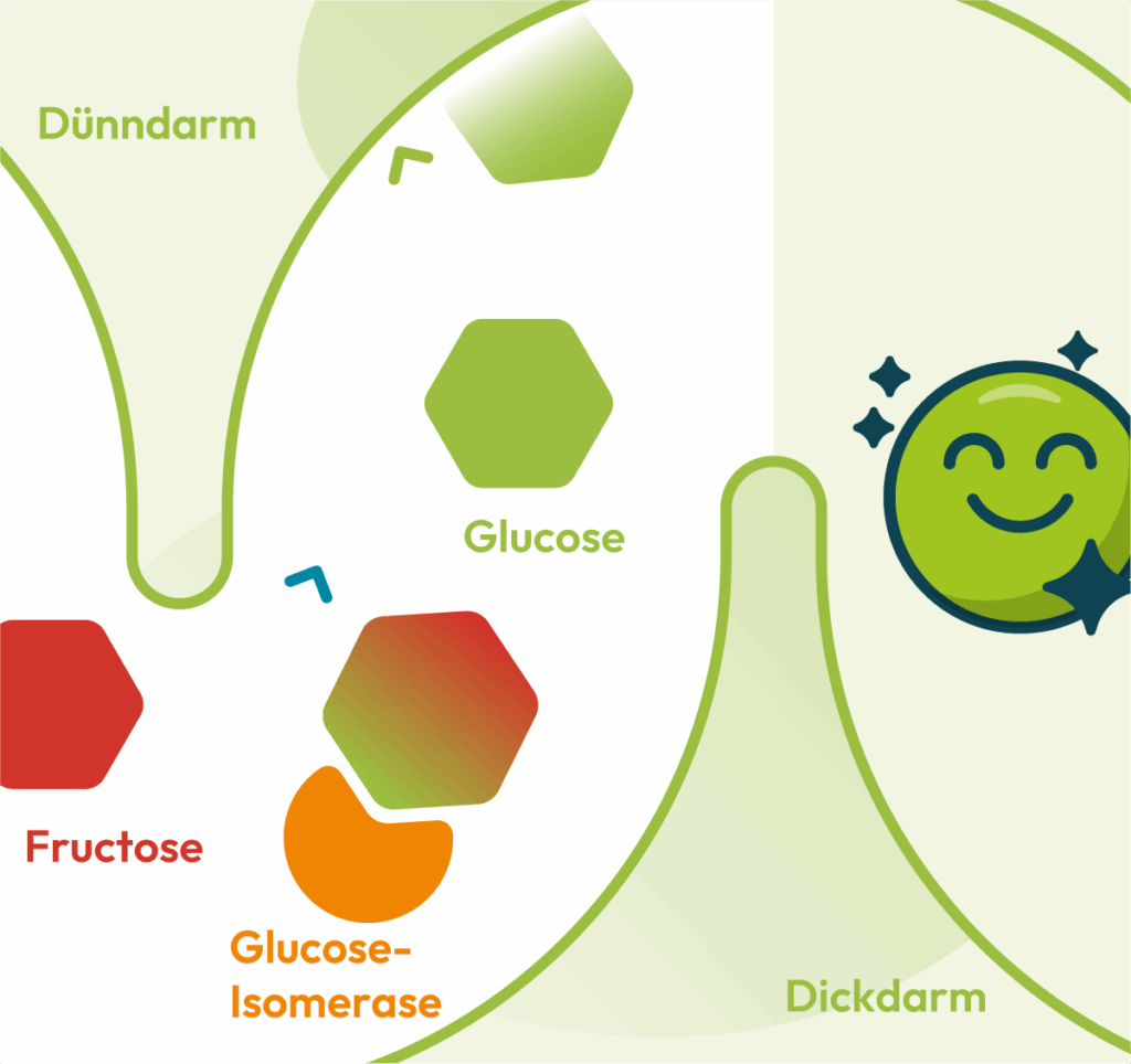 Schaubild zur Erklärung was Fructaid® bewirkt.