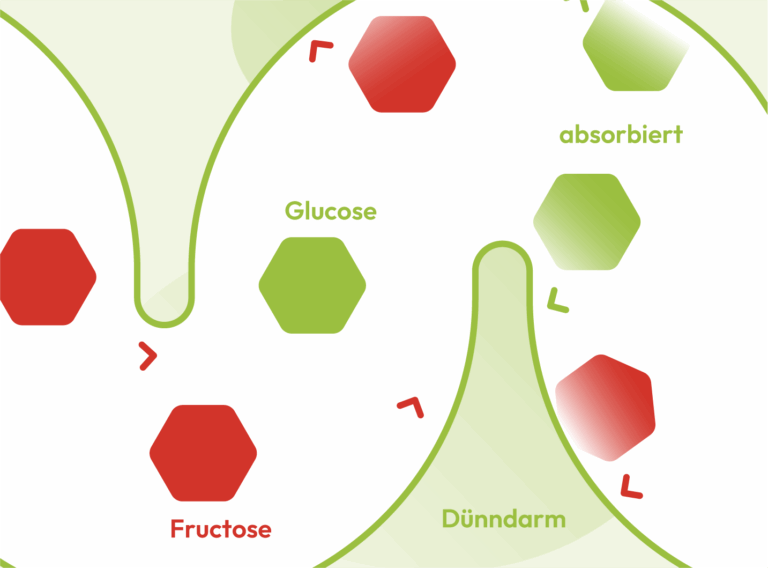 Schaubild zur Erklärung der Wirkungsweise von Fructose im Normalfall.