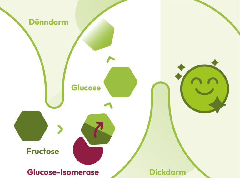 Schaubild zur Erklärung was Fructaid® bewirkt.